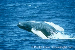 Humpback whale breaching, Megaptera novaeangliae, Maui