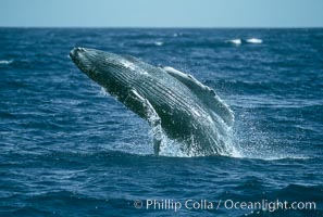 Humpback whale breaching, Megaptera novaeangliae, Maui