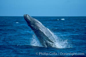 Humpback whale breaching, Megaptera novaeangliae, Maui