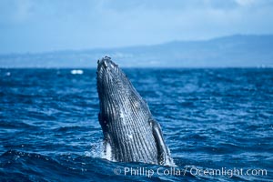 Humpback whale breaching, Megaptera novaeangliae, Maui