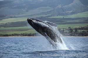 Humpback whale breaching, Megaptera novaeangliae, Maui