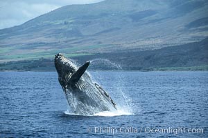 Humpback whale breaching, Megaptera novaeangliae, Maui