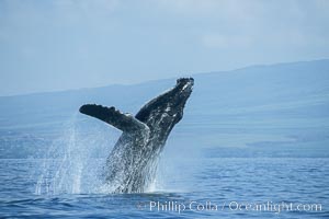 Humpback whale breaching, Megaptera novaeangliae, Maui