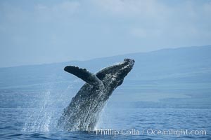 Humpback whale breaching, Megaptera novaeangliae, Maui