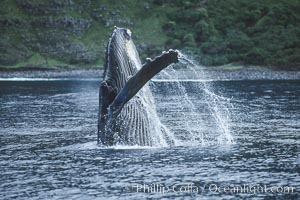 Humpback whale breaching, Megaptera novaeangliae, Molokai