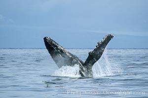 Humpback whale breaching, Megaptera novaeangliae, Maui