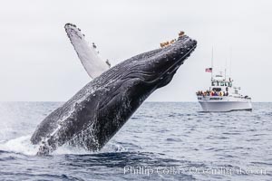 Humpback whale breaching near whale watching boat