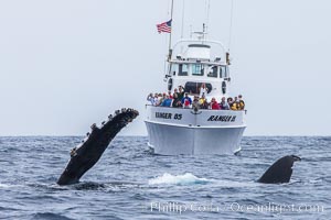 Humpback whale breaching, pectoral fin and rostrom visible, Megaptera novaeangliae, San Diego, California