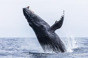 Humpback whale breaching, pectoral fin and rostrom visible, Megaptera novaeangliae, San Diego, California