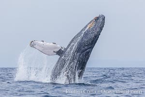 Humpback whale breaching, pectoral fin and rostrom visible, Megaptera novaeangliae, San Diego, California