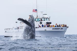 Humpback whale breaching, pectoral fin and rostrom visible, Megaptera novaeangliae, San Diego, California