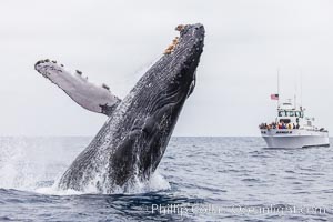 Humpback whale breaching, pectoral fin and rostrom visible, Megaptera novaeangliae, San Diego, California