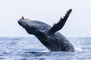 Humpback whale breaching, pectoral fin and rostrom visible, Megaptera novaeangliae, San Diego, California