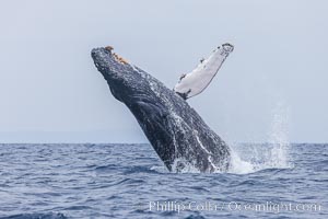 Humpback whale breaching, pectoral fin and rostrom visible, Megaptera novaeangliae, San Diego, California