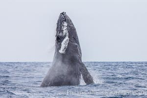 Humpback whale breaching, pectoral fin and rostrom visible, Megaptera novaeangliae, San Diego, California