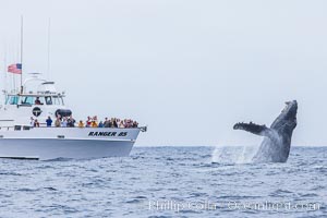 Humpback whale breaching, pectoral fin and rostrom visible, Megaptera novaeangliae, San Diego, California