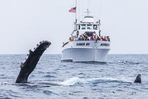 Humpback whale breaching, pectoral fin and rostrom visible, Megaptera novaeangliae, San Diego, California