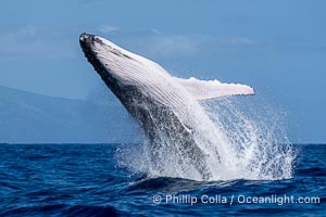Humpback Whale Breaching near Tahiti and Moorea, French Polynesia, Megaptera novaeangliae