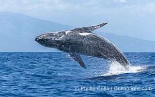 Humpback Whale Breaching near Tahiti and Moorea, French Polynesia, Megaptera novaeangliae