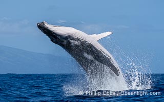 Humpback Whale Breaching near Tahiti and Moorea, French Polynesia, Megaptera novaeangliae