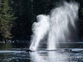 Humpback whale breath hanging in cold still air, Southeast Alaska, Megaptera novaeangliae, Sitka Sound