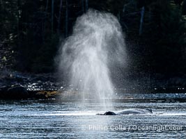 Humpback whale breath hanging in cold still air, Southeast Alaska, Megaptera novaeangliae, Sitka Sound