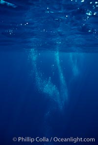 Bubble trail of North Pacific humpback whale, Megaptera novaeangliae, Maui