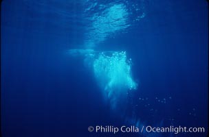 Bubble trail of North Pacific humpback whale, Megaptera novaeangliae, Maui