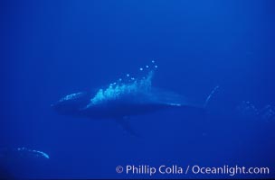 North Pacific humpback whale, bubble trailing, Megaptera novaeangliae, Maui