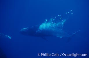 North Pacific humpback whale, bubble trailing, Megaptera novaeangliae, Maui