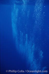 North Pacific humpback whale, bubble trail, Megaptera novaeangliae, Maui