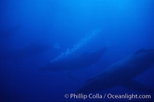 North Pacific humpback whale, active group w/ bubble trail, Megaptera novaeangliae, Maui