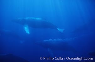 North Pacific humpback whale, active group w/ bubble trail, Megaptera novaeangliae, Maui