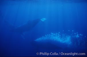 North Pacific humpback whale, active group w/ bubble trail, Megaptera novaeangliae, Maui