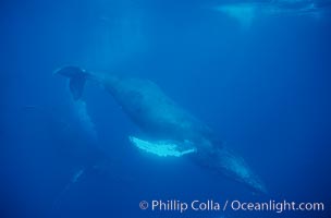 North Pacific humpback whale, cow in active group, escort bubble trailing, Megaptera novaeangliae, Maui