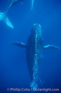 North Pacific humpback whale, escort bubble trailing, Megaptera novaeangliae, Maui