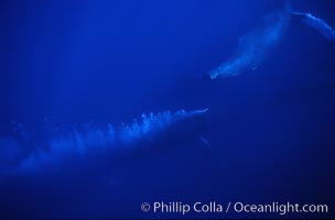 North Pacific humpback whale, escort bubble trailing, Megaptera novaeangliae, Maui