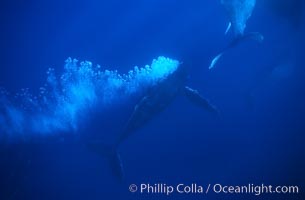 North Pacific humpback whale, escort bubble trailing, Megaptera novaeangliae, Maui