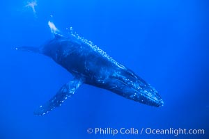 Humpback whale male escort emits a stream of bubbles during competitive group socializing.  The whale is swimming so fast that the bubbles pass back alongside the whale, Megaptera novaeangliae, Maui