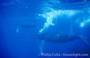 Adult male humpback whale bubble streaming underwater.  The male escort humpback whale seen here is emitting a curtain of bubbles as it swims behind a female (left) during a competitive group.  The bubble curtain may be meant as warning or visual obstruction to other male whales interested in the mother.