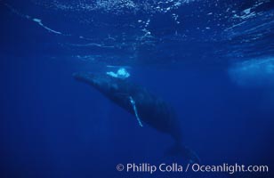 Humpback whale (male), bubble blowing while surfacing, Megaptera novaeangliae, Maui