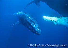 Humpback whale male escort emits a stream of bubbles during competitive group socializing.  The whale is swimming so fast that the bubbles pass back alongside the whale, Megaptera novaeangliae, Maui