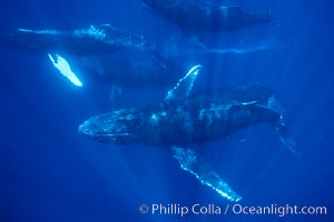 North Pacific humpback whale, competitive group with bubble streaming, Megaptera novaeangliae, Maui