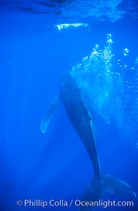 Male humpback whale bubble streaming underwater.  The male escort humpback whale seen here is emitting a curtain of bubbles as it swims behind a mother and calf (barely seen in the distance), Megaptera novaeangliae, Maui