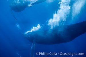 Primary escort male humpback whale bubble streaming during competitive group socializing.  This primary escort is swimming behind a female. The bubble curtain may be a form of intimidation towards other male escorts that are interested in the female, Megaptera novaeangliae, Maui