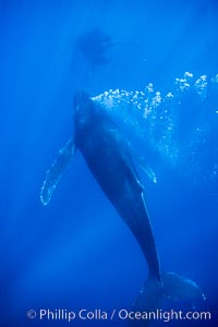 Male humpback whale bubble streaming underwater.  The male escort humpback whale seen here is emitting a curtain of bubbles as it swims behind a mother and calf (barely seen in the distance), Megaptera novaeangliae, Maui