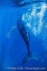 Male humpback whale bubble streaming underwater.  The male escort humpback whale seen here is emitting a curtain of bubbles as it swims behind a mother and calf (barely seen in the distance), Megaptera novaeangliae, Maui