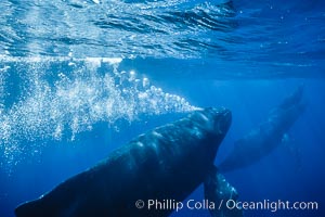 Adult male humpback whale bubble streaming underwater.  The male escort humpback whale seen here is emitting a curtain of bubbles as it swims behind a mother and calf.  The bubble curtain may be meant as warning or visual obstruction to other nearby male whales interested in the mother, Megaptera novaeangliae, Maui