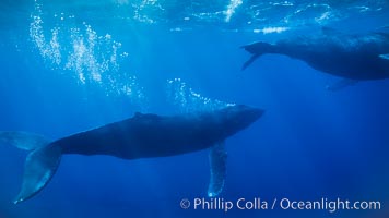 Adult male humpback whale bubble streaming underwater.  The male escort humpback whale seen here is emitting a curtain of bubbles as it swims behind a female during competitive group activities.  The bubble curtain may be meant as warning or visual obstruction to other nearby male whales interested in the female, Megaptera novaeangliae, Maui