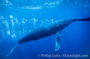 Adult male humpback whale bubble streaming underwater.  The male escort humpback whale seen here is emitting a curtain of bubbles as it swims behind a female during competitive group activities.  The bubble curtain may be meant as warning or visual obstruction to other nearby male whales interested in the female, Megaptera novaeangliae, Maui